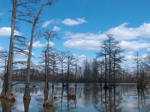 Patkot-tó, fotó: [[http://commons.wikimedia.org/wiki/File:Horseshoe_lake_alexander_county_IL.jpg|commons.wikimedia.org]]