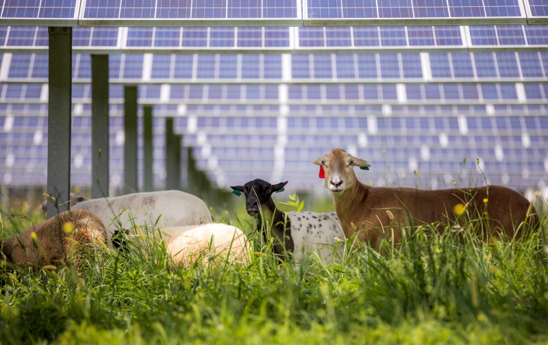 Solar Sheeps