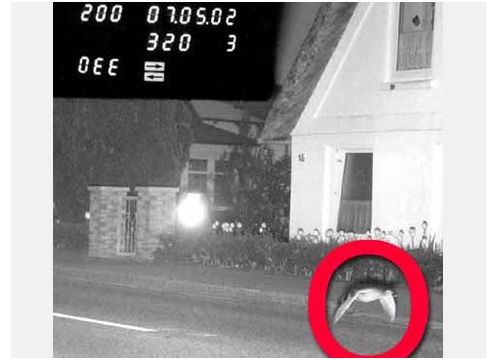 Egy kacsa hitelesítteti a sebességét